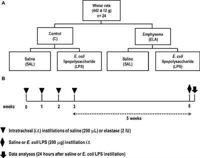 Endotoxin-Induced Emphysema Exacerbation: A Novel Model of Chronic Obstructive Pulmonary Disease Exacerbations Causing Cardiopulmonary Impairment and Diaphragm Dysfunction